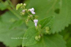Plectranthus mollis